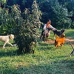 בית נופש The Artist's Farm *