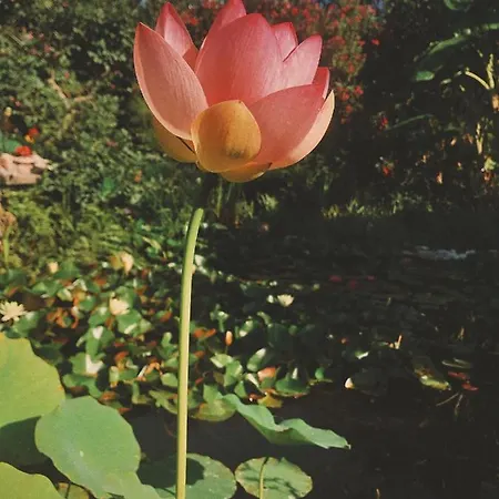 Hébergement de vacances The Artist's Farm *