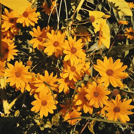 The Artist's Farm Vakantiehuis Dhiyellótika