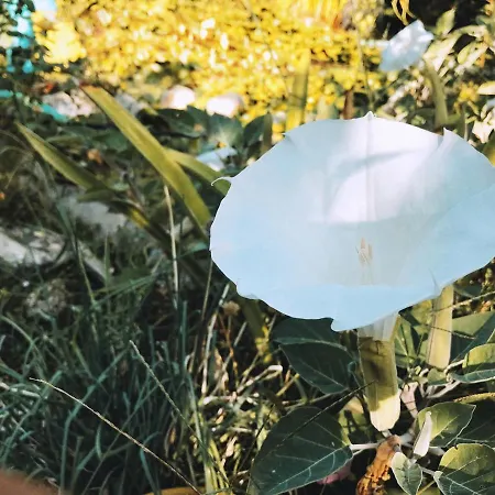 The Artist's Farm Vakantiehuis *