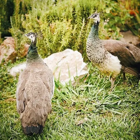 The Artist's Farm * Διγελιώτικα