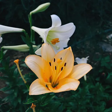 Vakantiehuis The Artist's Farm