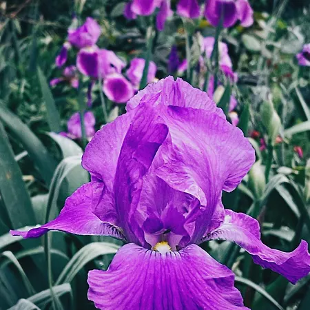 Vakantiehuis The Artist's Farm *