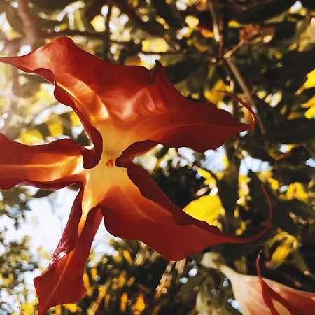 Vakantiehuis The Artist's Farm *