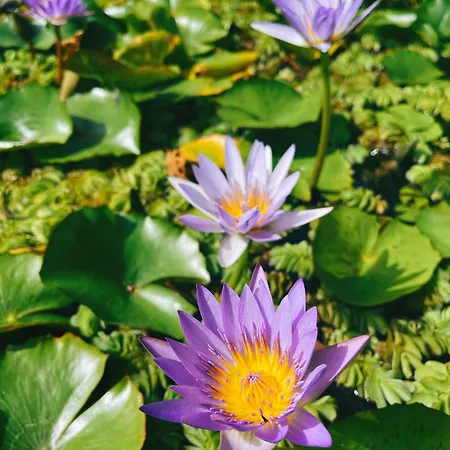 Vakantiehuis The Artist's Farm Dhiyellótika