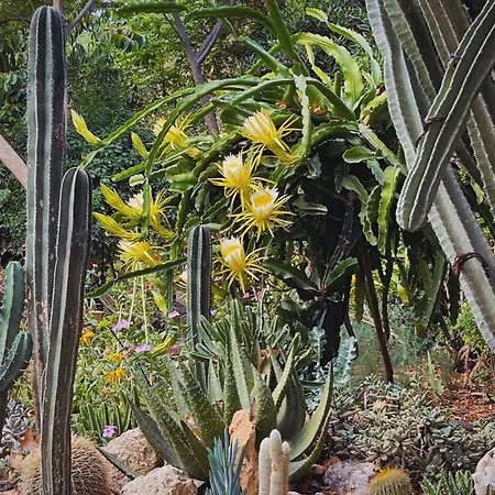 The Artist's Farm Dhiyellótika