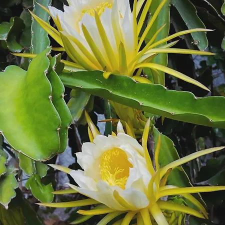 Vakantiehuis The Artist's Farm