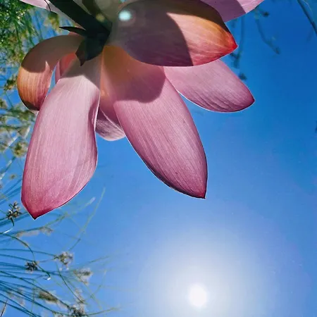 The Artist's Farm * Dhiyellótika