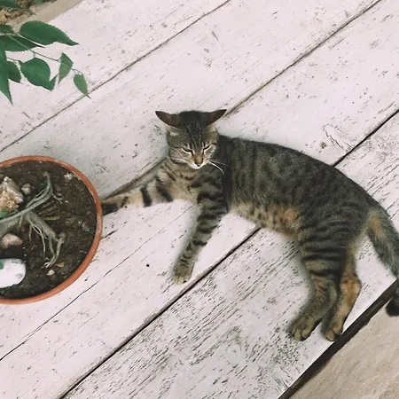 The Artist's Farm Vakantiehuis Dhiyellótika