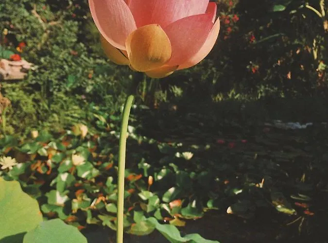 別荘 The Artist's Farm *