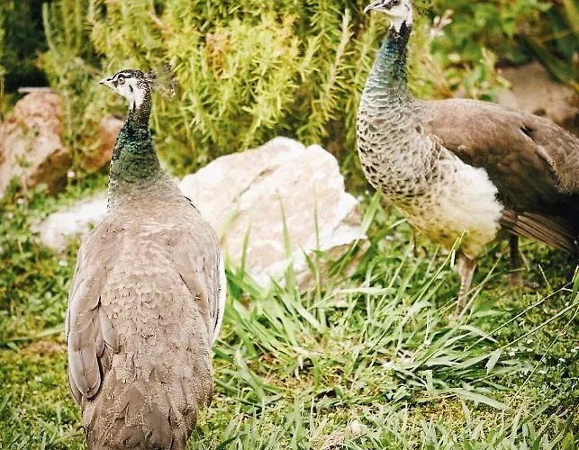 The Artist's Farm * Dhiyellótika