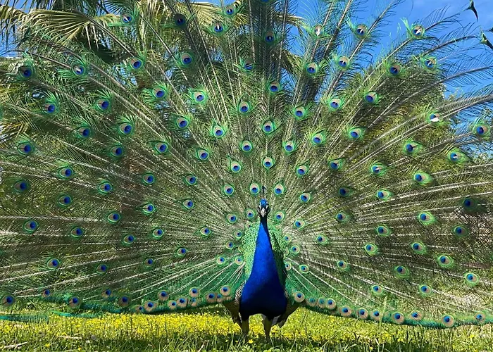 The Artist's Farm Dhiyellótika