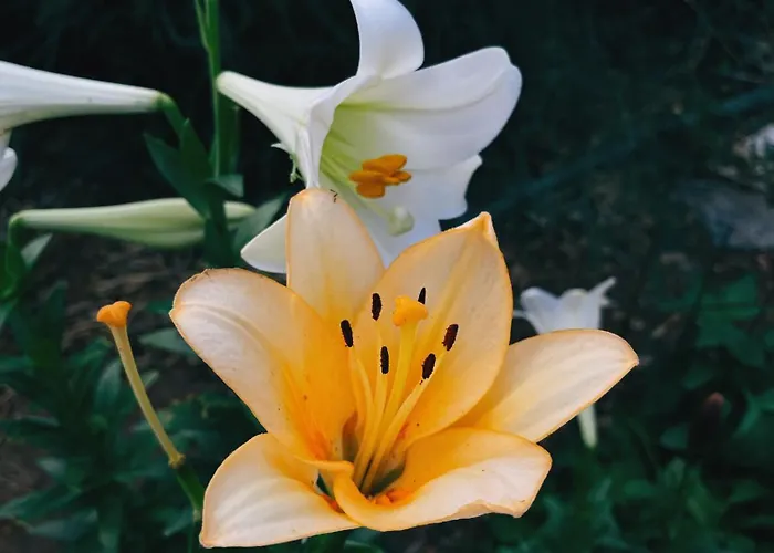 別荘 The Artist's Farm