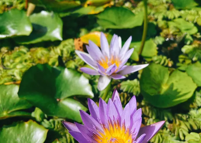 別荘 The Artist's Farm Dhiyellótika