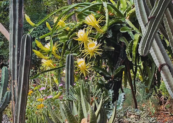 The Artist's Farm Dhiyellótika