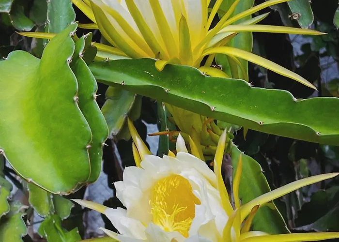 別荘 The Artist's Farm