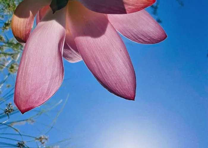 The Artist's Farm * Dhiyellótika