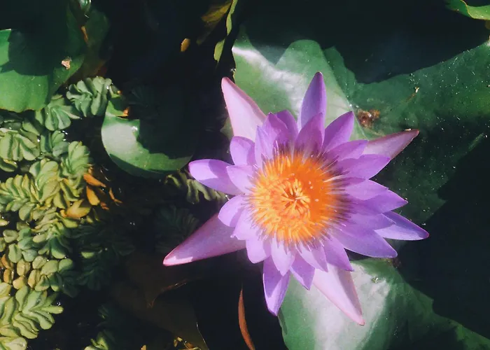 別荘 The Artist's Farm *