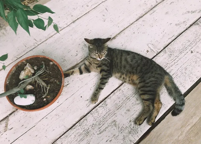 The Artist's Farm 別荘 Dhiyellótika